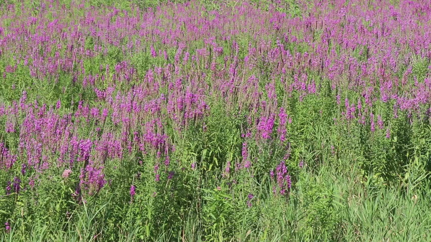 Handheld camera with gentle movement showing many purple flowers blowing in the breeze on a sunny day in USA. Beautiful large expanse of tall wild purple flowers and green plants on a sunny day meadow