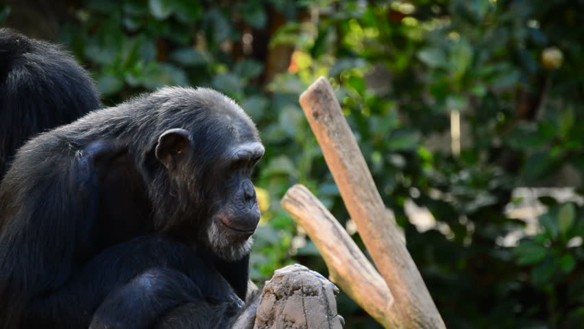 Common chimpanzee yawning showing all his teeth and fangs - Pan troglodytes