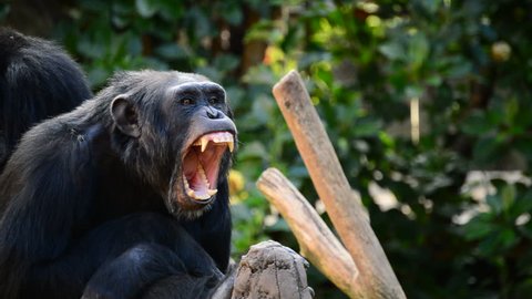Common chimpanzee yawning showing all his teeth and fangs - Pan troglodytes