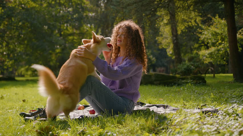 Happy active welsh corgi dog playing with female owner on summer nature in city park Caucasian woman girl handler training playful naughty pet bitting apple outdoors joyful doggy lifestyle funny puppy Royalty-Free Stock Footage #3420612915