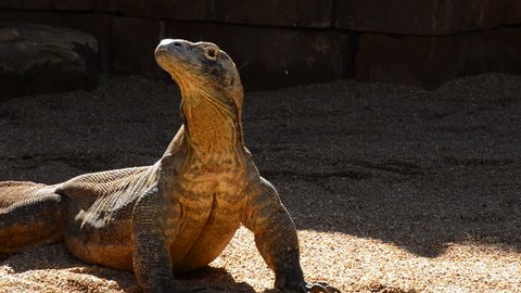 Komodo dragon or Komodo monitor sunbathing - Varanus komodoensis