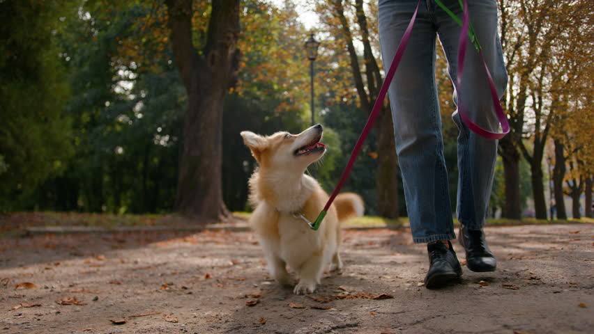 Female handler dog owner stride with pet on leash walking in autumn park outside. Cropped shot of unknown woman legs walk with puppy little playful smart welsh corgi in city training domestic animal Royalty-Free Stock Footage #3420619065