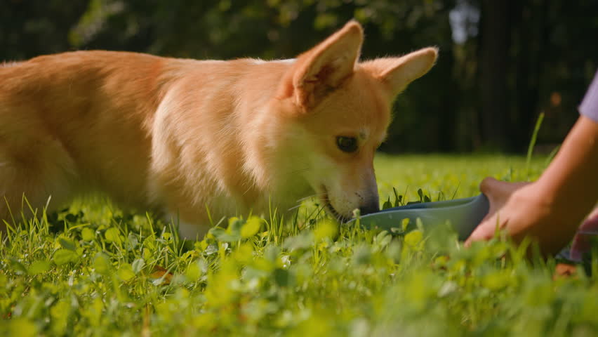 Cute little dog welsh corgi puppy drinking from bottle on grass meadow in park female hands pet owner handler giving water drinking refreshing summer thirst dehydration in park outdoors animal care Royalty-Free Stock Footage #3420629979
