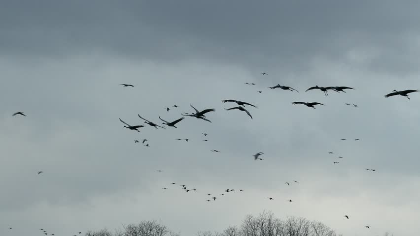 Beautiful slow-motion clip of a group of flying sandhill cranes silhouetted against a dramatic evening sky in northern Alabama. 