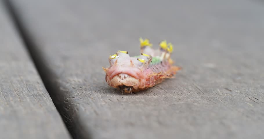 The larvae of the Mottled Cup Moth (Doratifera vulnerans) are distinctive and easily recognizable due to their cup-shaped structures, which are actually fleshy tubercles with hair tufts.