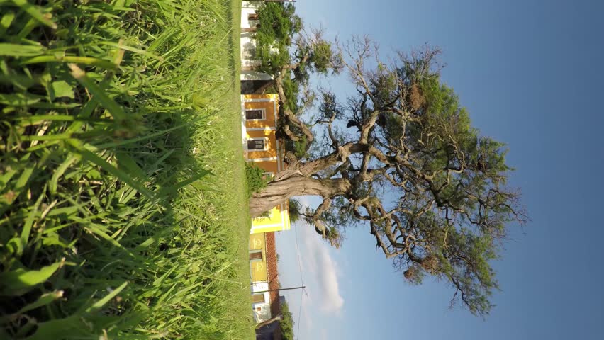 400 years old carob tree located in the main square of Ischilin, a small town located in the province of Cordoba, Argentina.