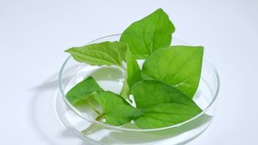 Fish mint is a good detoxifier, helps the skin become healthier and has the ability to heal problems such as acne. Fish mint leaves inside a petri dish on a turning table. Copy for advertising.