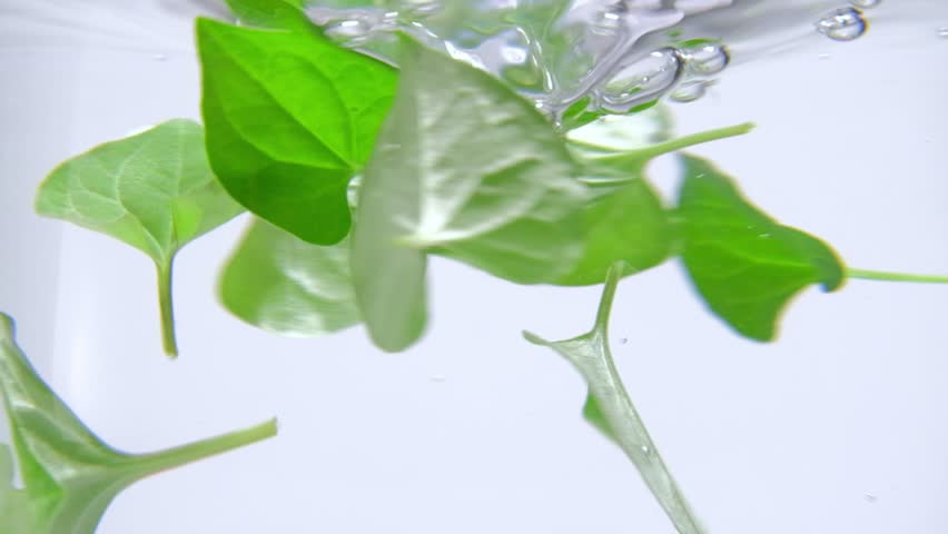 Fish mint leaves rotate in the clear water. Fish mint contains antibacterial and anti-inflammatory substances that have cooling and detoxifying effects. Use footage for TVC production.