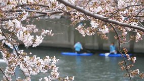Video of cherry blossoms and people playing water sports in the river. Spring landscape.