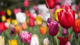 Video of colorful tulip flowerbed. Spring landscape.