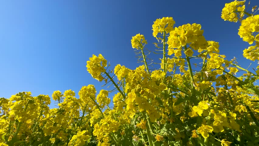 Videotaped with a field of canola blossoms.
Panning a canola blossom. Royalty-Free Stock Footage #3420729691