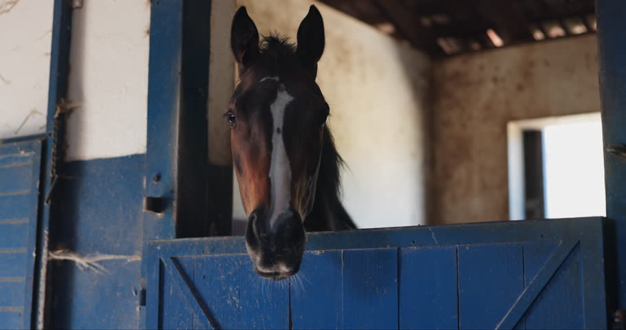 Horse, face and stable or countryside farm in environment for animal safety, care or wellness. Stallion, equestrian and training on nature ranch or mare tourism sport for agriculture, rodeo or jockey