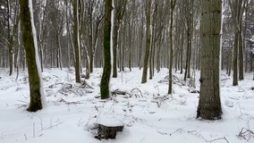 looking through snow covered trees with snowfall in 4K video. Tree trunks with snow and snowfall video. Forest with snow in 4K with snowfall. 