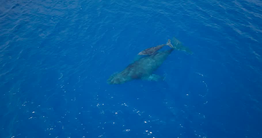 Aerial birdseye of humpback whale and calf surfacing for air