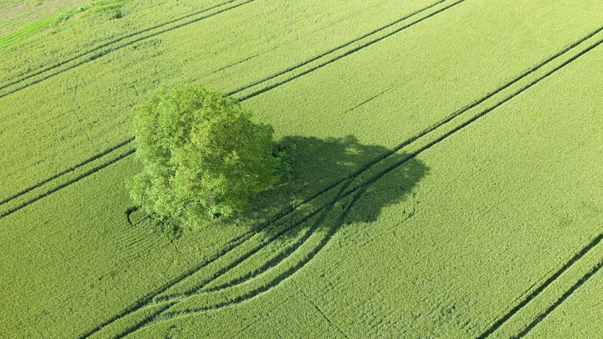 A tree in the middle of the wheat fields in the Alpine countryside in Europe, France, Isere, the Alps, in summer on a sunny day.