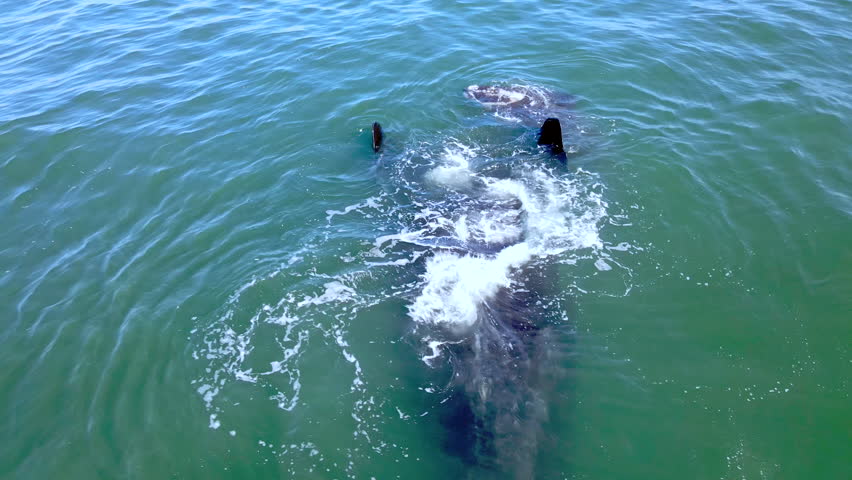 Southern Right whale calf in coastal waters next to mom floating on her back Royalty-Free Stock Footage #3421020913