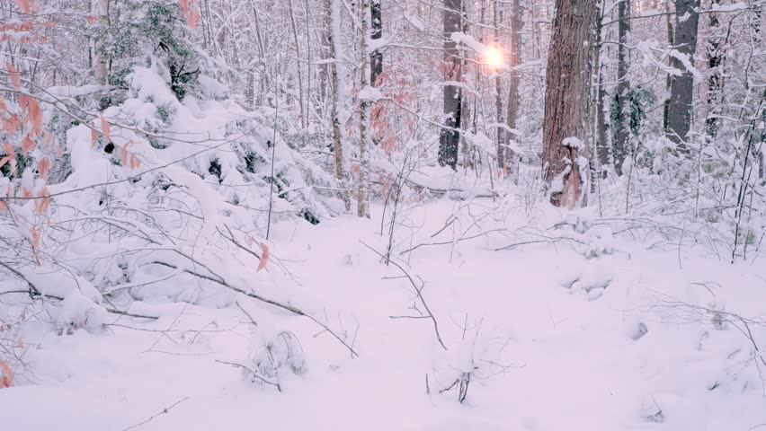 The sun and sunbeams shining through a forest in the winter. The woodland is covered in over a foot of fresh snow. There is a mix of large and small trees in the frozen landscape. The sun is glowing.