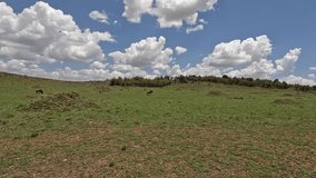 4k footage of cumulus clouds over savannah - Masai Mara