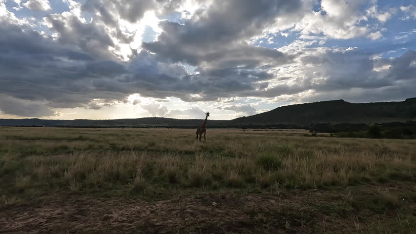 Giraffe silhouette in Masai Mara National Park
