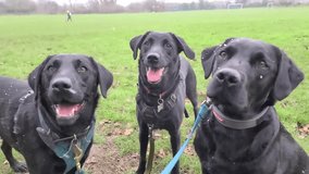 Three happy pure breed Black working Labrador Retriever Dogs joyfully smiling in a green park whilst snowflakes are gently falling for the first time in the year - winter is here - Powered by Shutterstock - Get 15% off with code: PIKWIZARD15