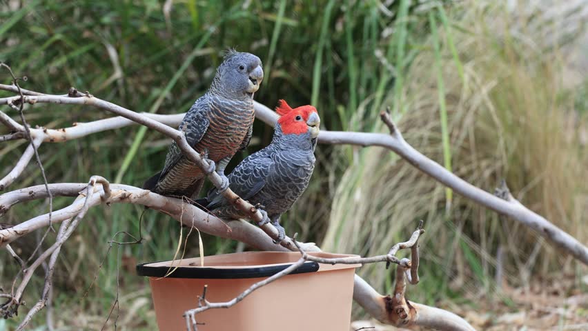Male and female Gang-gang Cockatoo's (Callocephalon fimbriatum). The male identified from the female with his a red head and crest. Royalty-Free Stock Footage #3421196021