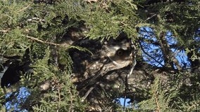Long-eared owls (Asio otus) sitting on pine tree. Vertical video