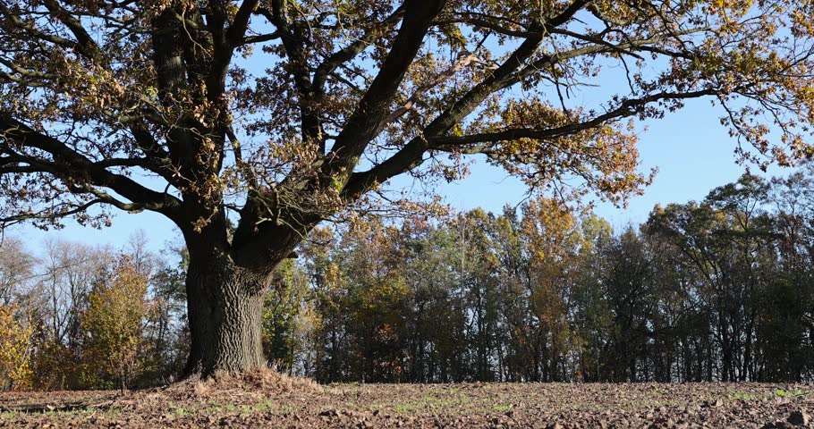 an old huge oak with orange autumn foliage, one old oak in the field during autumn leaf fall