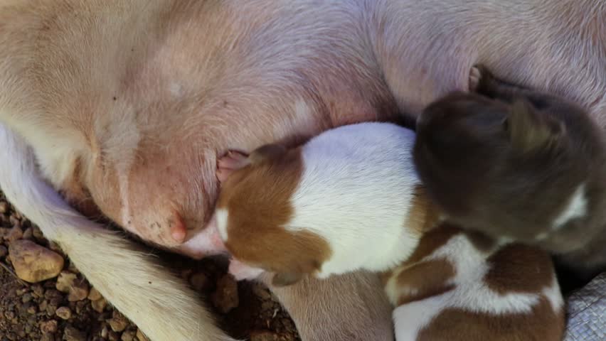 Girl Breastfeeding Puppy