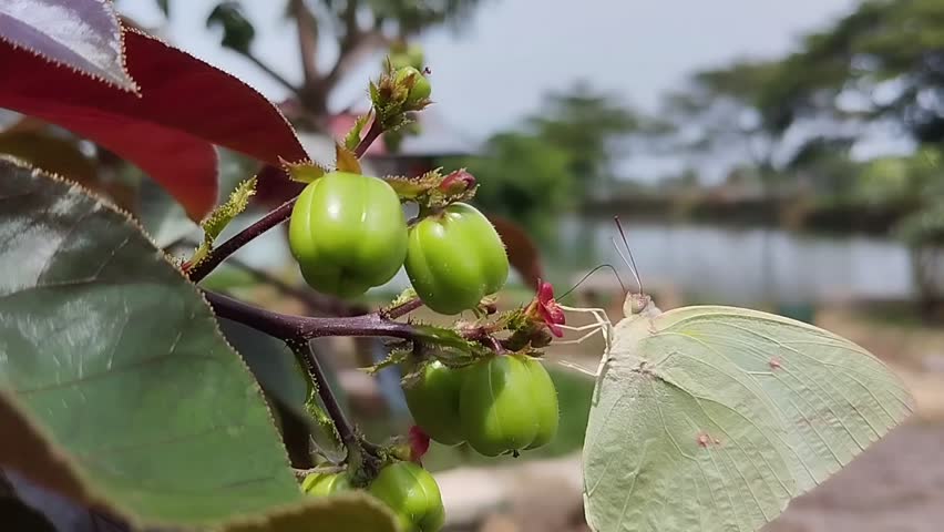 A butterfly flew and landed on a fruit-bearing castor leaf, 