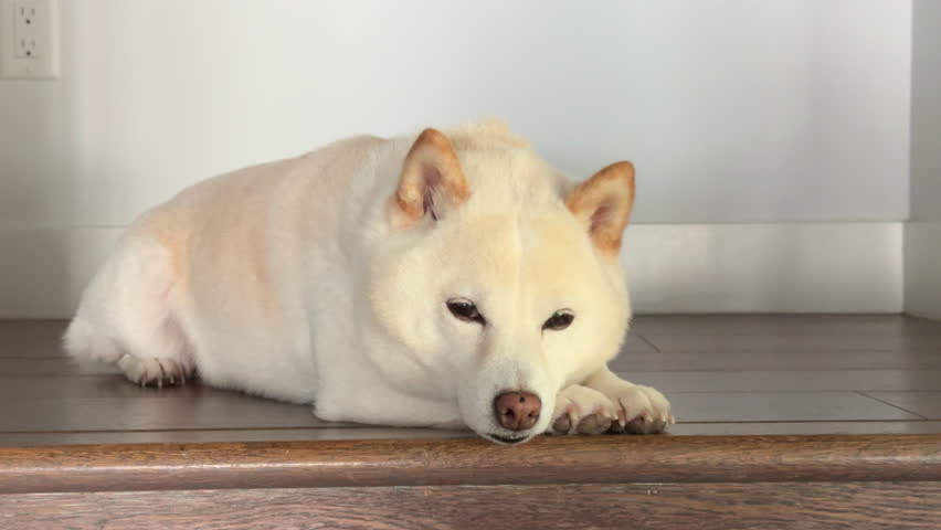 Close up of cute sleepy Japanese Shiba Inu lying peacefully on stomack on wooden stairs over white wall, blinking eyes, wiggling its ear, falling asleep. High quality 4k footage Royalty-Free Stock Footage #3421364449