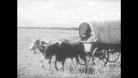 1940s: Man and woman ride in covered wagon, man holds reins. Boy and girl look out back of wagon. Wagon travels across field with cow tied to back. Men and women set up camp in field next to wagon.