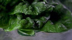 watering romaine lettuce water slowly drops in drops irrigation of green large leaves on glass table slow motion video of proper nutrition greens fresh lettuce wash