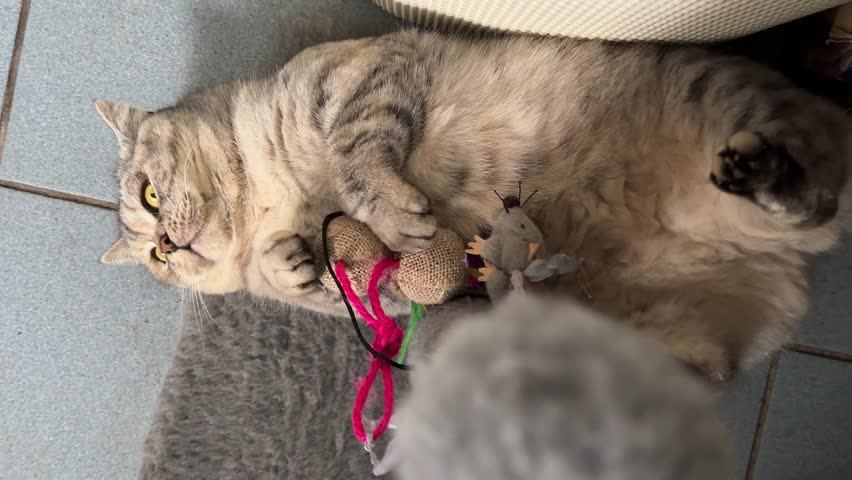 Funny cat playing with mouse toy, vertical video.