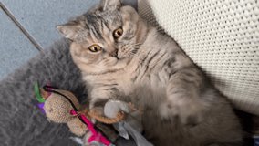 Cute cat playing with mouse toy, vertical video.