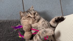 Funny playful cat playing with toys, vertical video.