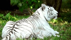 the white tiger documentary video
