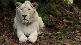 the white lion documentary video
