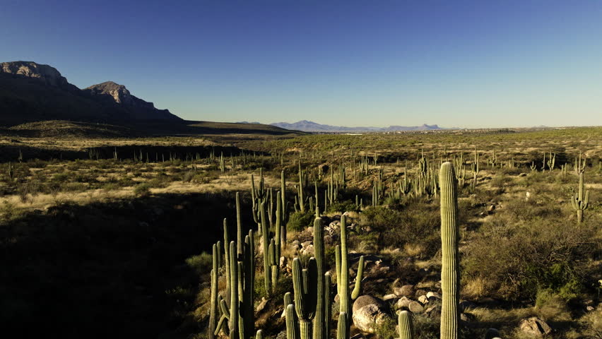Drone footage flying close to a valley of saguaro cactus