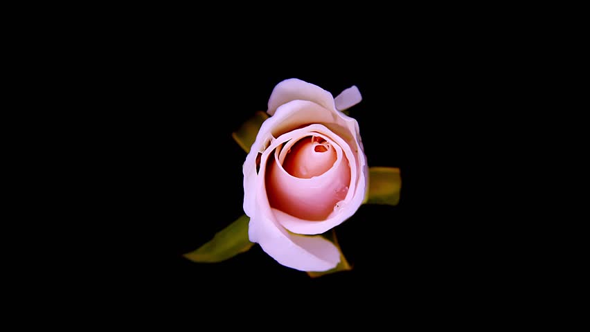 A delicate pink rose dominates the frame, its petals gently unfurling in a timelapse sequence. The flower appears almost ethereal against the stark, black backdrop. The rose, captured in exquisite Royalty-Free Stock Footage #3421535021