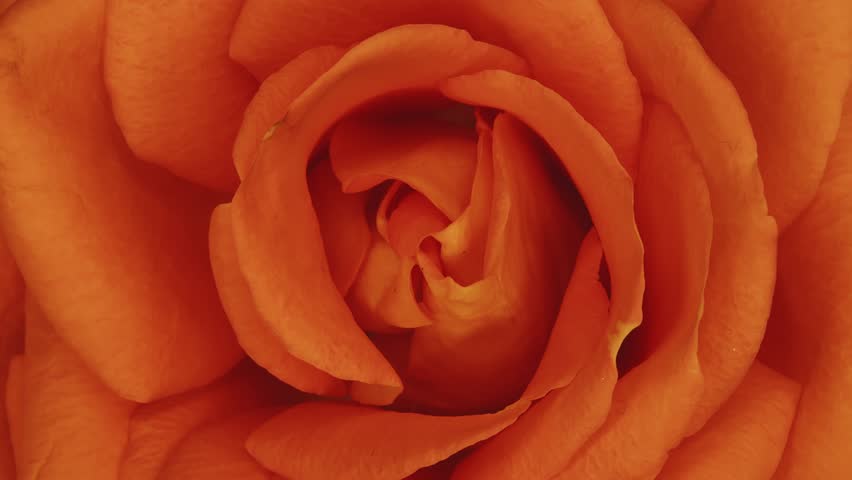 A striking macro shot of an orange rose in the process of withering, captured in a timelapse that accentuates the transience of beauty. The warm, vibrant orange petals are curled and soft, showing the Royalty-Free Stock Footage #3421535309