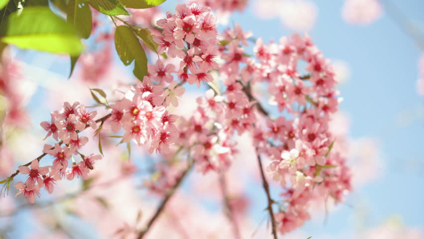 Close up pink cherry blossom tree in spring season.  Sakura Flowers in Spring. Sakura flowers. 4k