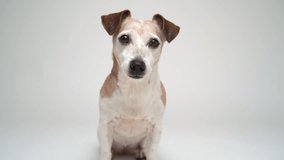 Smart intelligent dog Jack Russell terrier eyes looking at the camera. Listening attentively tilting the head. Senior elderly 13 years old dog on white background video footage studio shot 