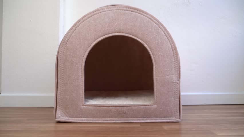 dog walks into an empty small beige pet house. Getting comfy, sitting there and looking at the camera from the inside. Elderly senior dog Jack Russell. Safe Relaxed home atmosphere video footage