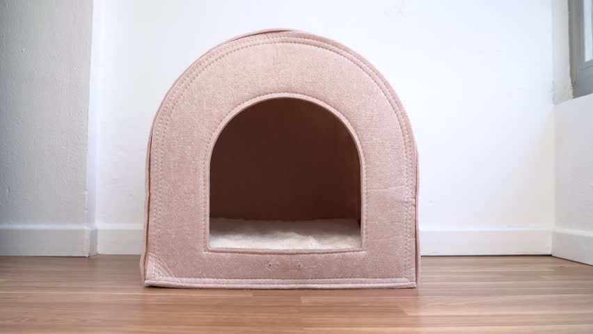 dog enters the booth and lies down inside with its back tail.  Senior 13 years old dog getting comfy in small pet house. Relaxing pet falling asleep. Calm home pet video footage