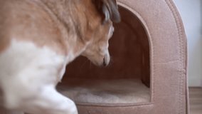 dog senior enters the house, lies down comfortably, then gets up and leaves. Adorable pet furniture at home video footage. Comfortable lying down cozy dog