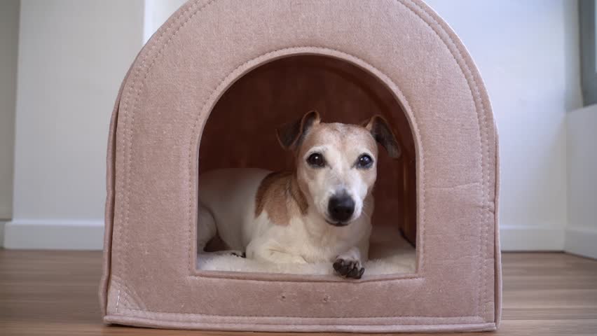 small dog in pet house indoors. Video footage. Pet furniture video footage. Relaxing lying down 