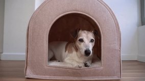dog lies in the booth, looks at the camera, then turns its head to the side. Senior 13 years old dog getting comfy in small pet house. Relaxing pet falling asleep. Calm home pet video footage