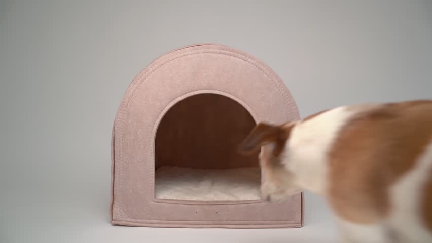 Cute small white dog relaxing lying down hiding in small pet house. Comfortable dog bed. Studio video footage. Senior elderly Jack Russell terrier. White background empty space