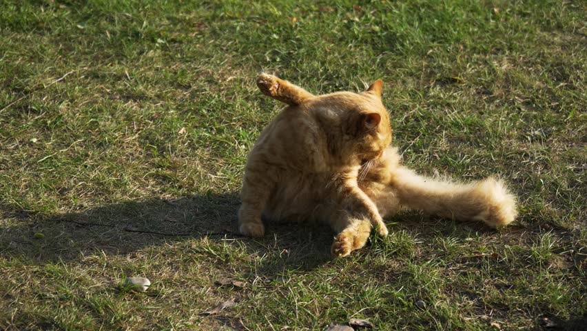A closeup shot of an orange cat licking itself and cleaning on a field