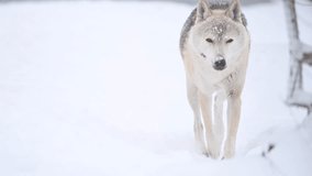Wolf, Canis lupus, gray wolf in winter forest close slow motion portrait. High quality 4k footage super slow motion 120fps raw footage